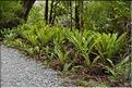 Au départ de la Milford Road, le chemin menant au lac Marian. (3)
