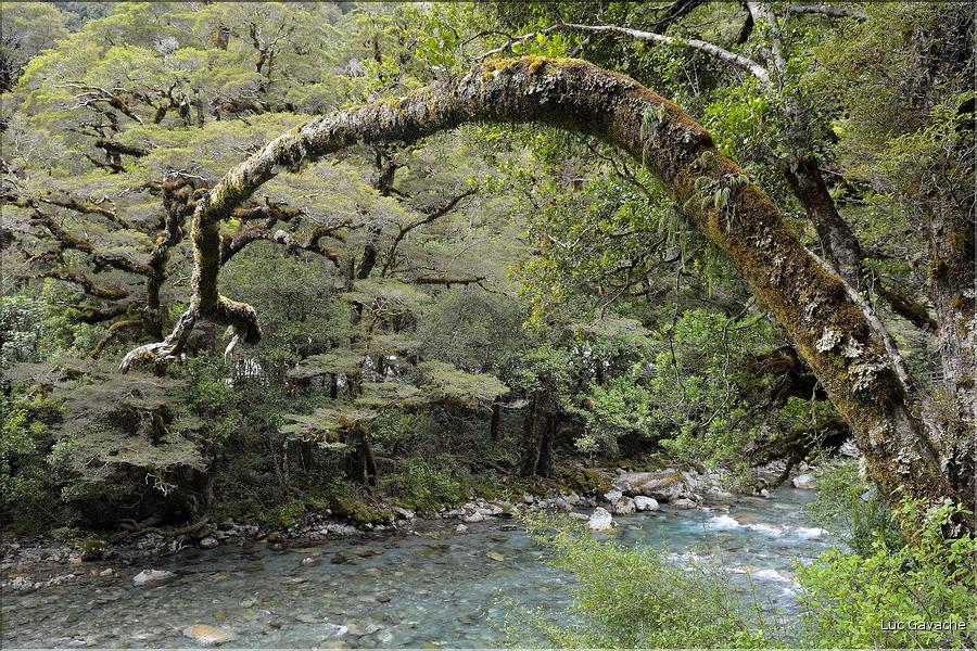 Au départ de la Milford Road, le chemin menant au lac Marian. (4)