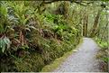 Au départ de la Milford Road, le chemin menant au lac Marian. (5)