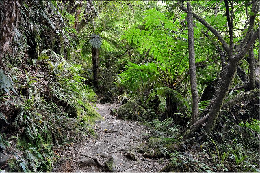 Au départ de la Milford Road, le chemin menant au lac Marian. (10)