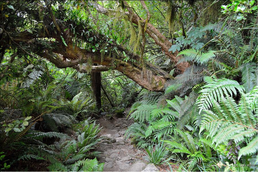 Au départ de la Milford Road, le chemin menant au lac Marian. (11)