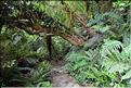 Au départ de la Milford Road, le chemin menant au lac Marian. (11)
