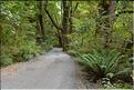 De la Milford Sound road, vers les chutes d'eau the chasm. (3)