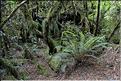 De la Milford Sound road, vers les chutes d'eau the chasm. (5)