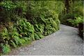 De la Milford Sound road, vers les chutes d'eau the chasm. (6)