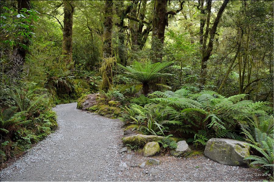 De la Milford Sound road, vers les chutes d'eau the chasm. (9)