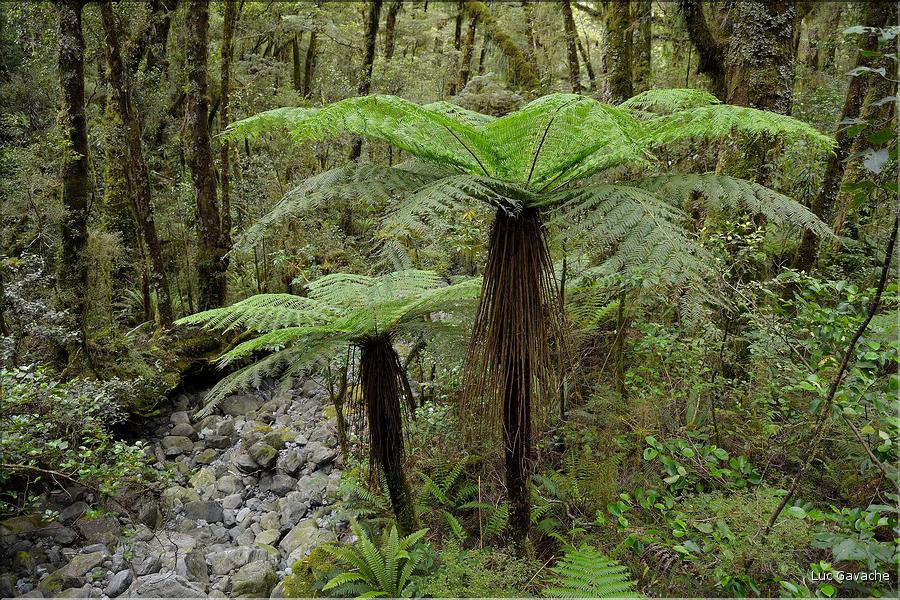 De la Milford Sound road, vers les chutes d'eau the chasm. (10)