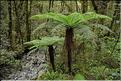 De la Milford Sound road, vers les chutes d'eau the chasm. (10)