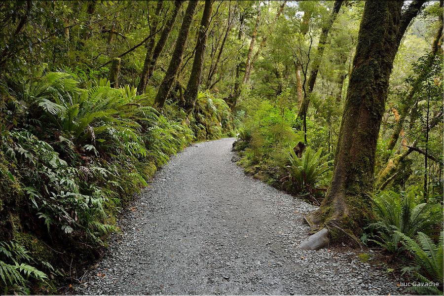 De la Milford Sound road, vers les chutes d'eau the chasm. (12)
