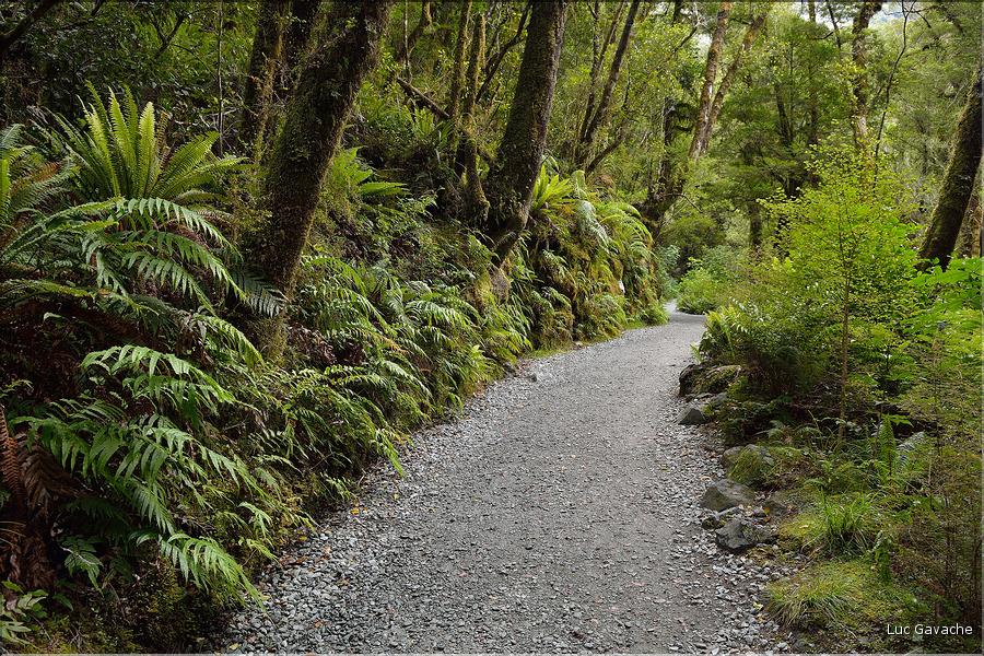 De la Milford Sound road, vers les chutes d'eau the chasm. (13)