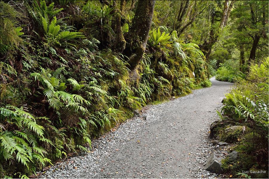 De la Milford Sound road, vers les chutes d'eau the chasm. (14)