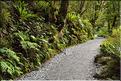 De la Milford Sound road, vers les chutes d'eau the chasm. (14)
