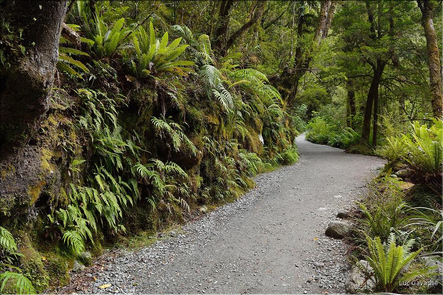 De la Milford Sound road, vers les chutes d'eau the chasm. (15)