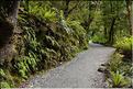 De la Milford Sound road, vers les chutes d'eau the chasm. (15)