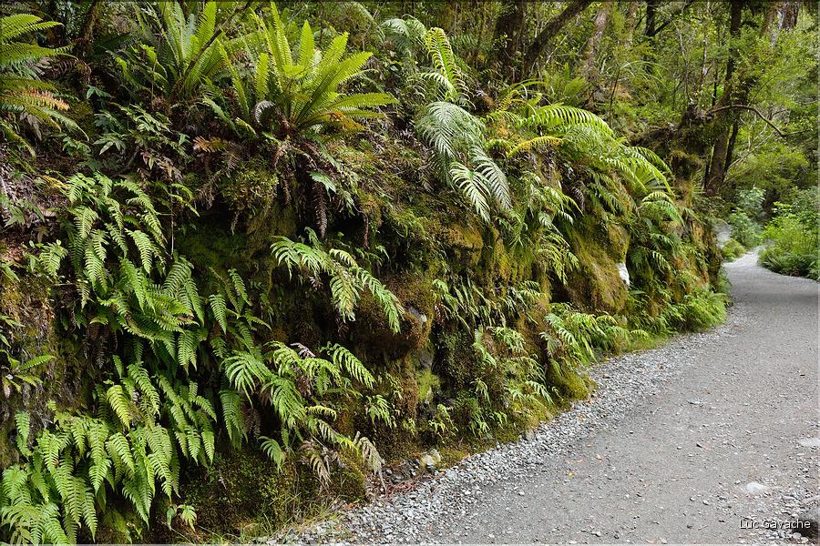 De la Milford Sound road, vers les chutes d'eau the chasm. (16)