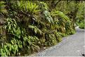 De la Milford Sound road, vers les chutes d'eau the chasm. (16)