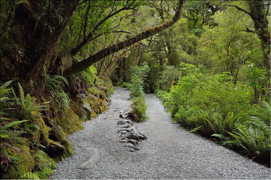 De la Milford Sound road, vers les chutes d'eau the chasm. (17)