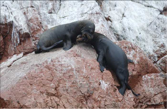 5 Lions de mer des îles Ballestas (8)