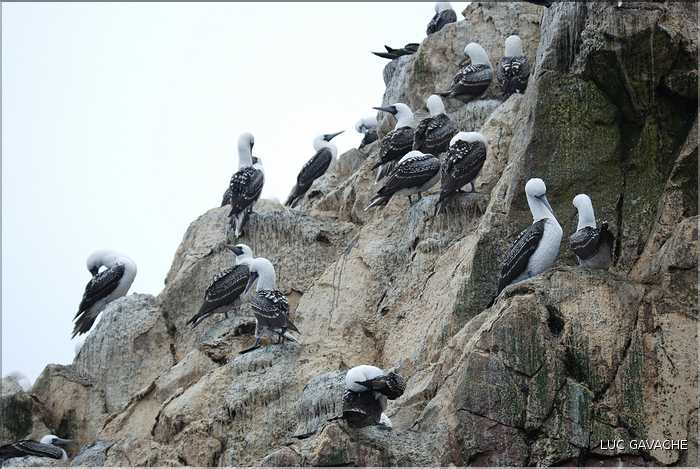 7 Oiseaux marins producteur de guano des îles Ballestas (5)