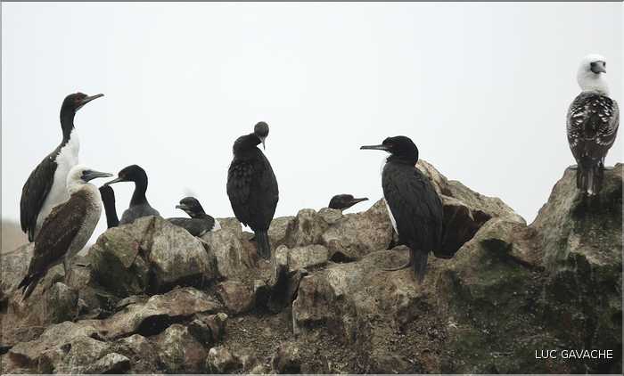 7 Oiseaux marins producteur de guano des îles Ballestas (6)