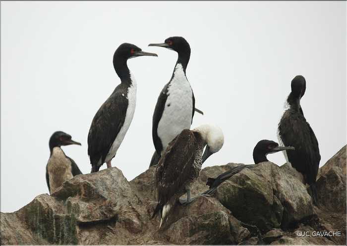 7 Oiseaux marins producteur de guano des îles Ballestas (7)