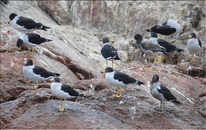 7 Oiseaux marins producteur de guano des îles Ballestas (8)