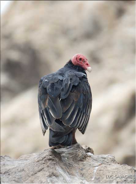 8 Vautours, aux îles Ballestas (1)