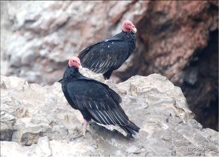 8 Vautours, aux îles Ballestas (2)
