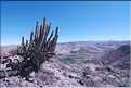 27 Vallée cultivée, située au Nord d'Aréquipa, sur la route du canyon de Colca (1)