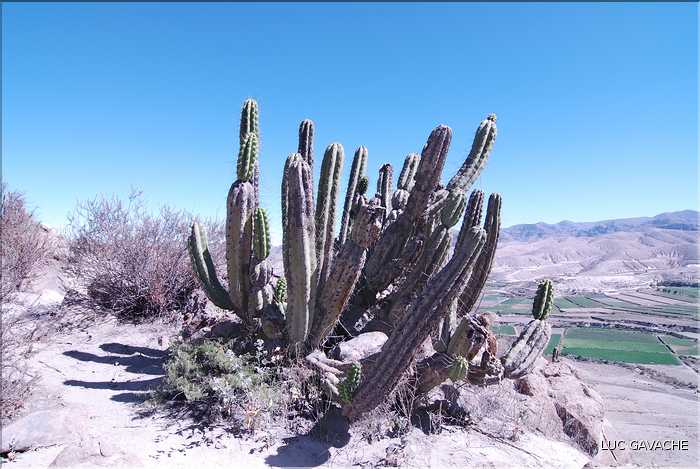 27 Vallée cultivée, située au Nord d'Aréquipa, sur la route du canyon de Colca (4)