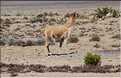 28 Vigognes de la réserve de Salinas-Aguada, cet animal sauvage est aparenté aux lamas (1)