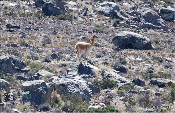 28 Vigognes de la réserve de Salinas-Aguada, cet animal sauvage est aparenté aux lamas (2)