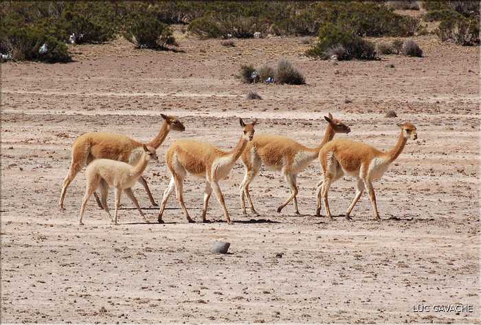 28 Vigognes de la réserve de Salinas-Aguada, cet animal sauvage est aparenté aux lamas (3)