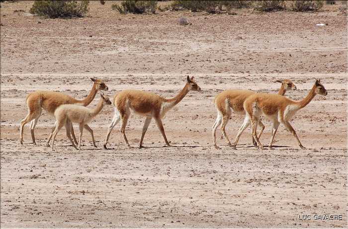 28 Vigognes de la réserve de Salinas-Aguada, cet animal sauvage est aparenté aux lamas (4)