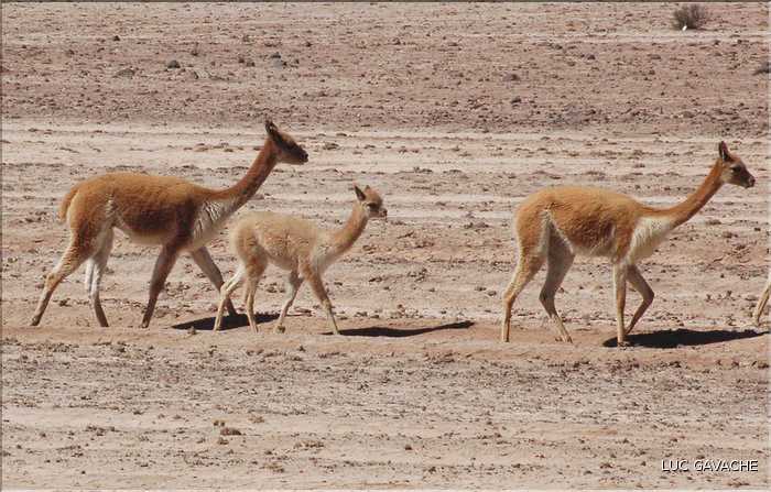 28 Vigognes de la réserve de Salinas-Aguada, cet animal sauvage est aparenté aux lamas (5)