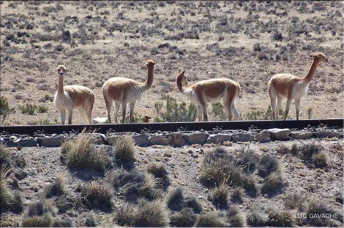28 Vigognes de la réserve de Salinas-Aguada, cet animal sauvage est aparenté aux lamas (7)