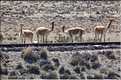 28 Vigognes de la réserve de Salinas-Aguada, cet animal sauvage est aparenté aux lamas (7)