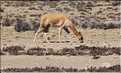 28 Vigognes de la réserve de Salinas-Aguada, cet animal sauvage est aparenté aux lamas (8)