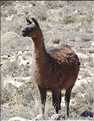 31 Troupeau de Lamas aux paturages (1)
