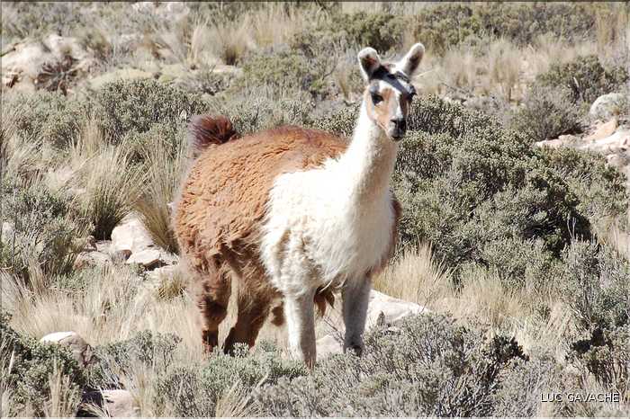 31 Troupeau de Lamas aux paturages (2)