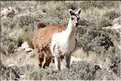 31 Troupeau de Lamas aux paturages (2)