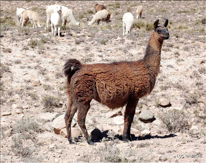 31 Troupeau de Lamas aux paturages (4)