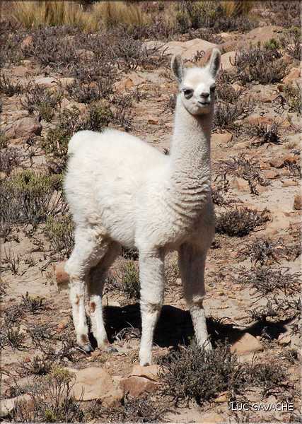 31 Troupeau de Lamas aux paturages (7)