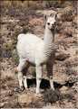 31 Troupeau de Lamas aux paturages (7)