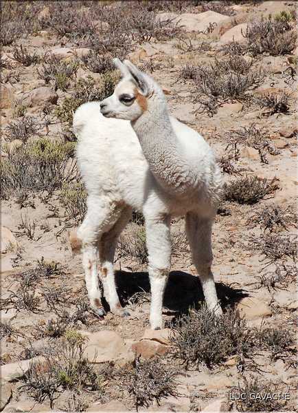 31 Troupeau de Lamas aux paturages (8)