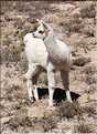 31 Troupeau de Lamas aux paturages (8)