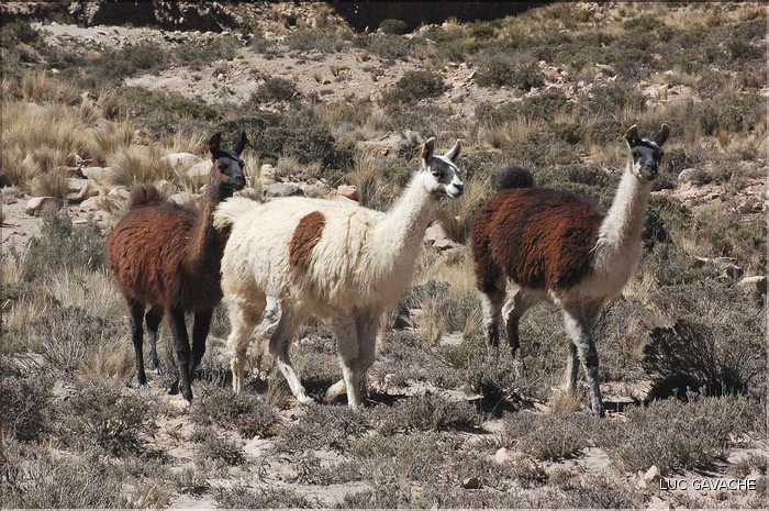 31 Troupeau de Lamas aux paturages (9)