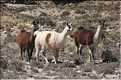 31 Troupeau de Lamas aux paturages (9)