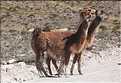 31 Troupeau de Lamas aux paturages (10)