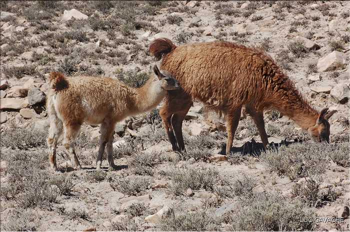 31 Troupeau de Lamas aux paturages (12)